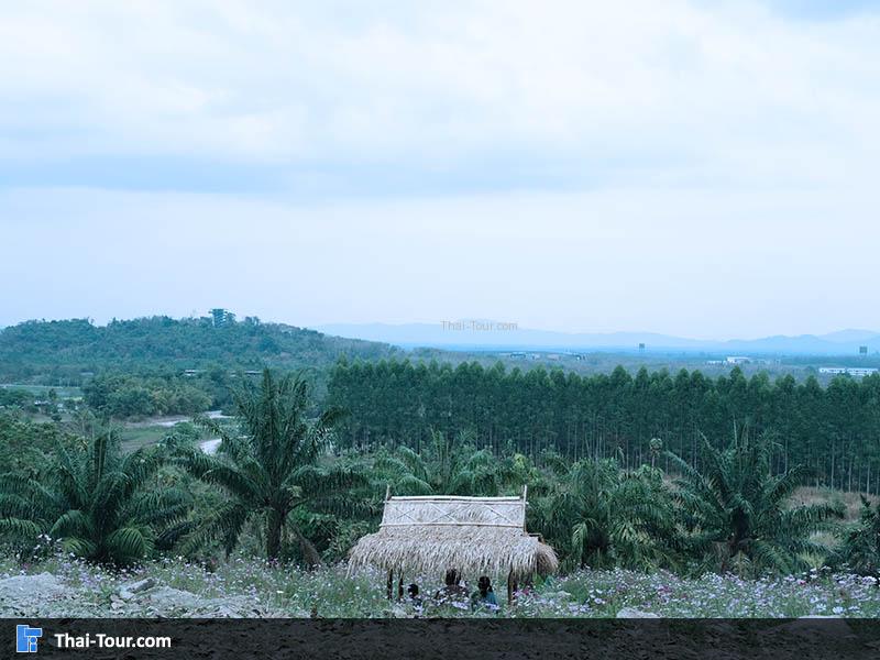 จุดชมวิว ทุ่งดอกคอสมอส