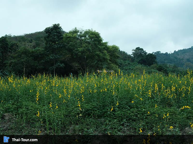 ทุ่งปอเทียง