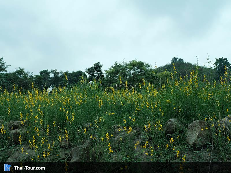 ทุ่งปอเทียง