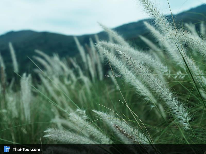 ดอกหญ้าริมทาง