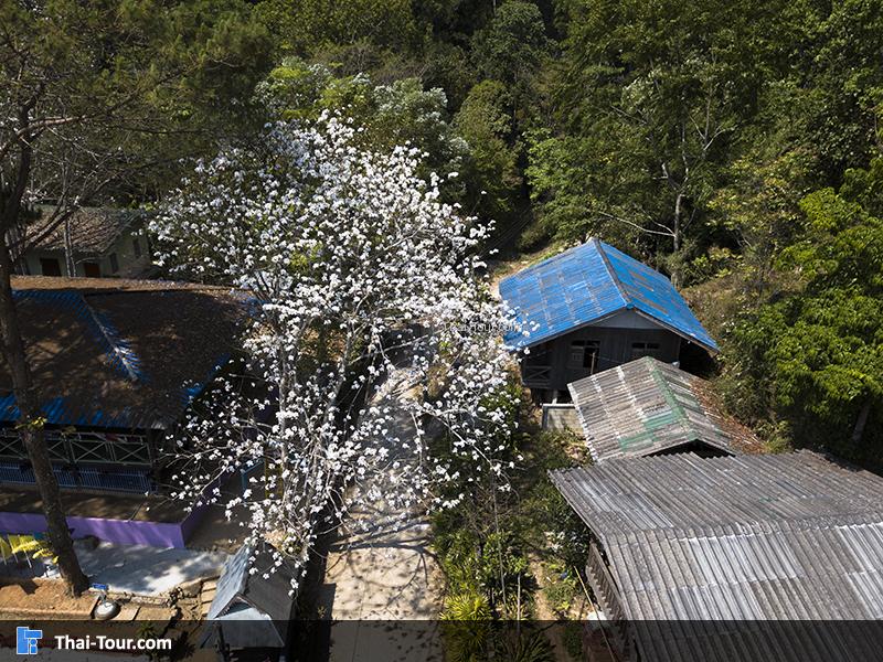 ต้นดอกเสี้ยว สีขาวเด่นมาก