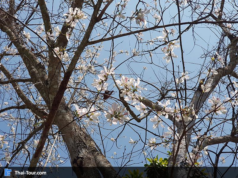 ดอกเสี้ยว