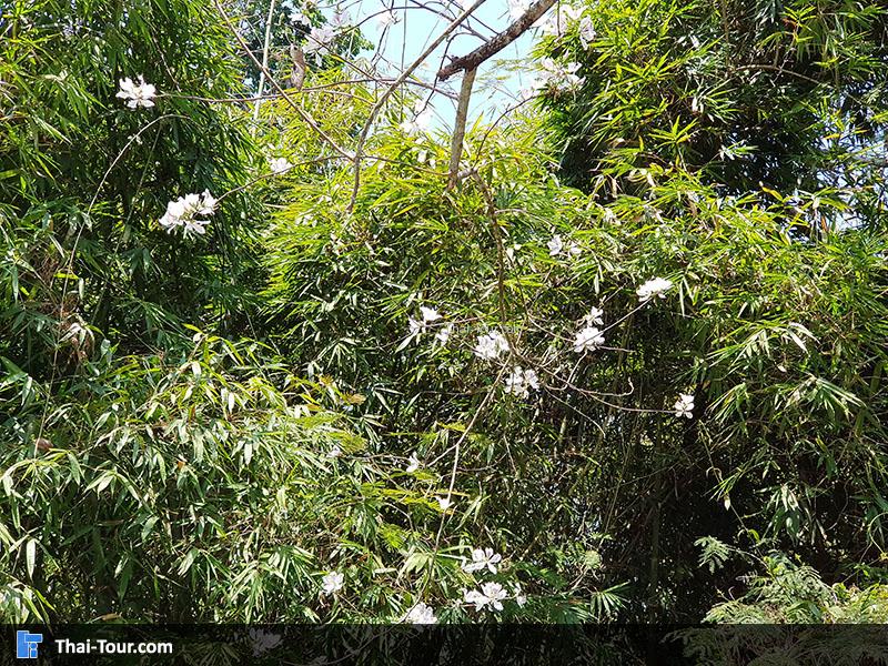 ดอกเสี้ยว