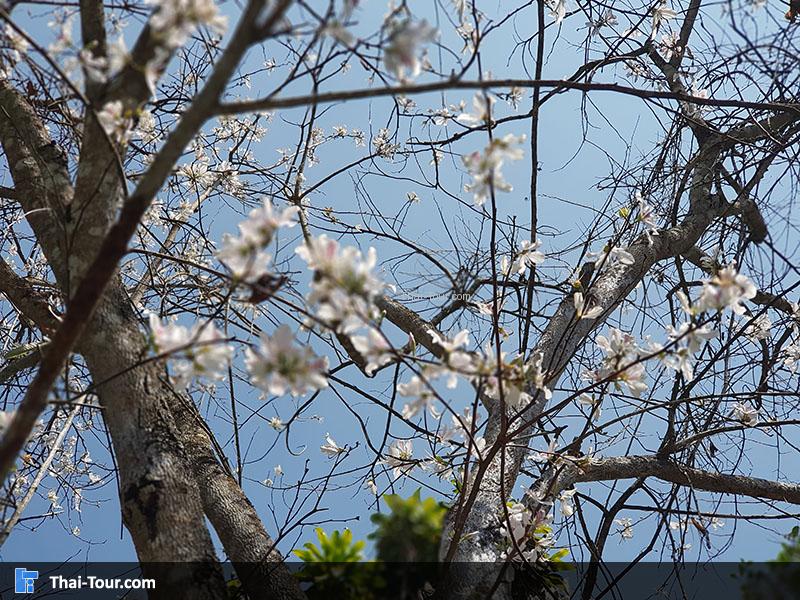 ดอกเสี้ยว