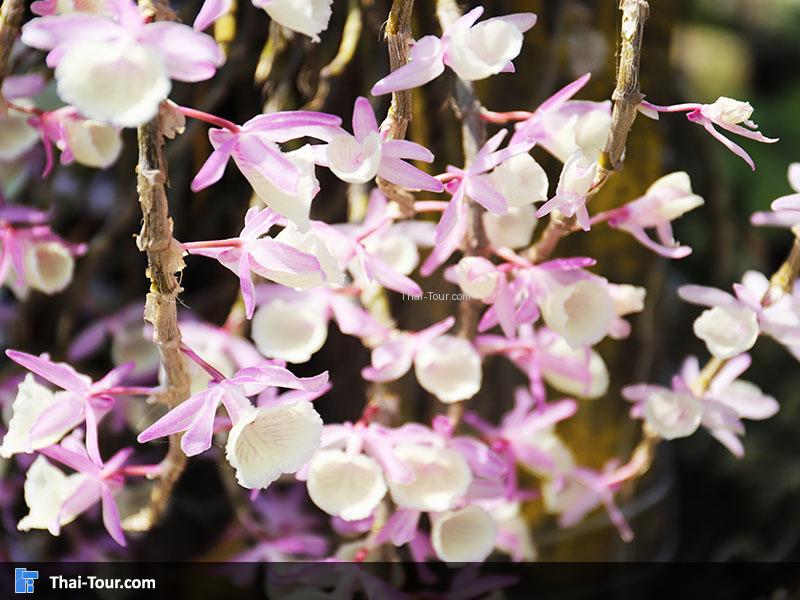 ดอกกล้วยไม้