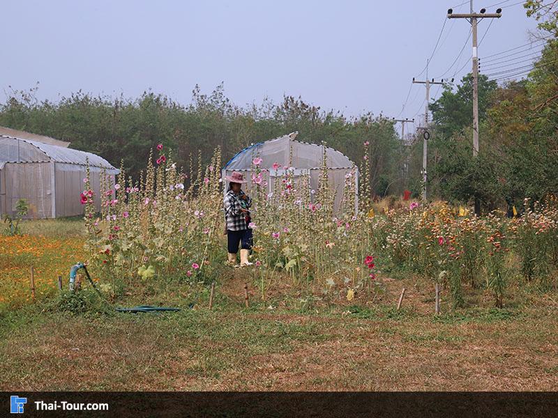 โครงการฟาร์มตัวอย่างตามพระราชดำริบ้านแม่ต๋ำ