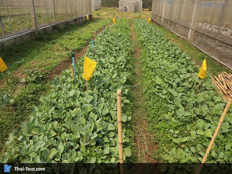 พักสดๆ ไร้สารผิด