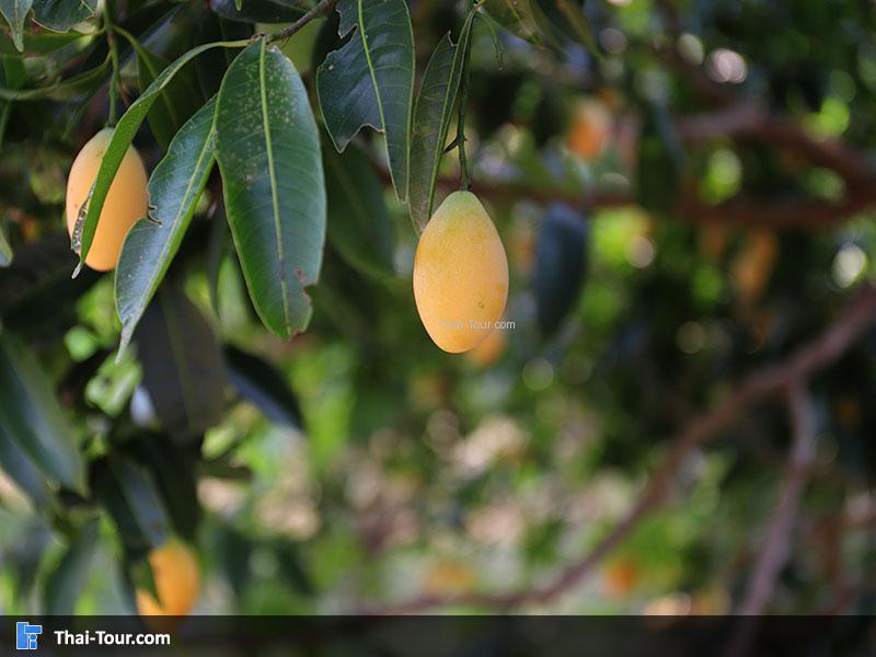 มะยงชิด