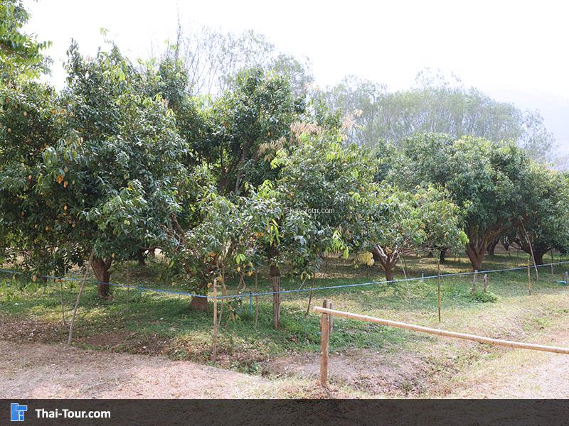 สวนผลไม้