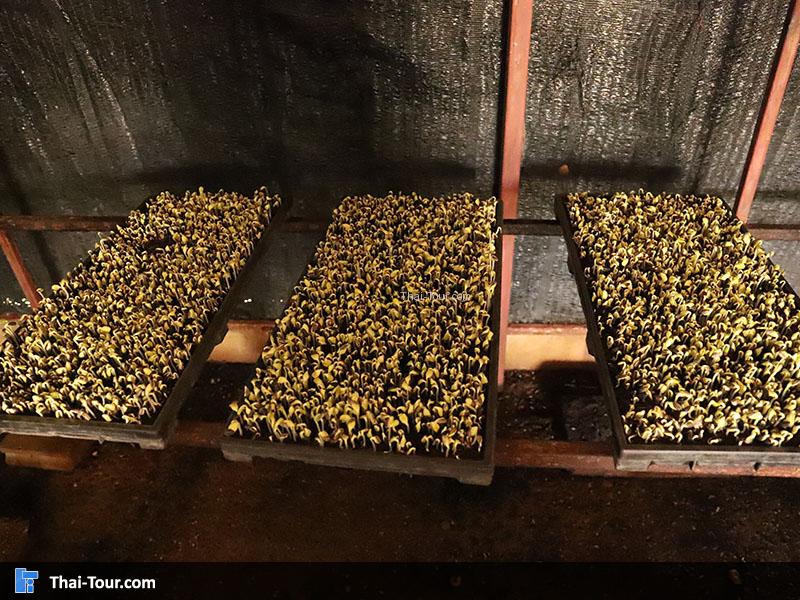 เพาะพันธ์ เพิ่มสมาชิก