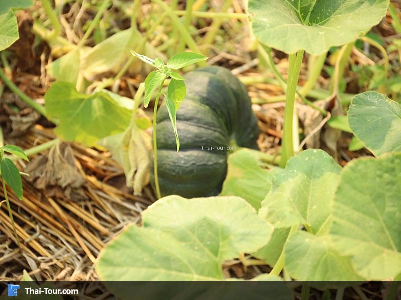 ฝักทองลูกโตๆ