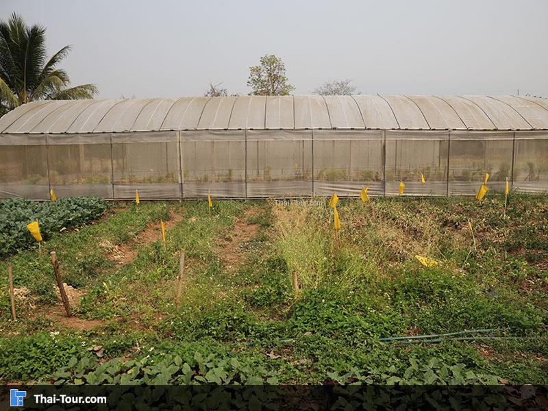 ฟาร์มใหญ่ๆ