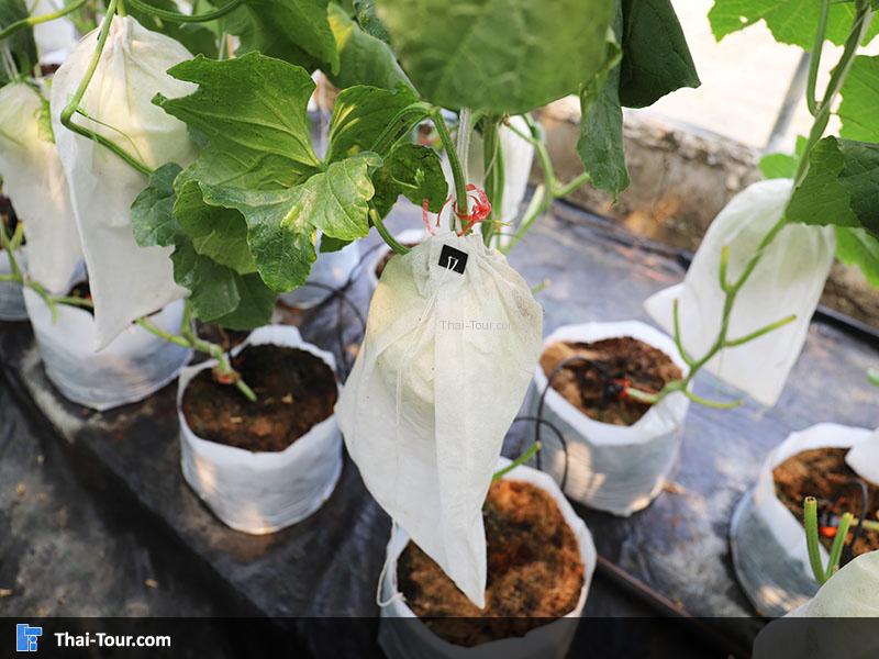 เมล่อน กำลังเริ่มโต