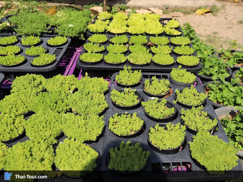 โครงการหลวงตีนตก