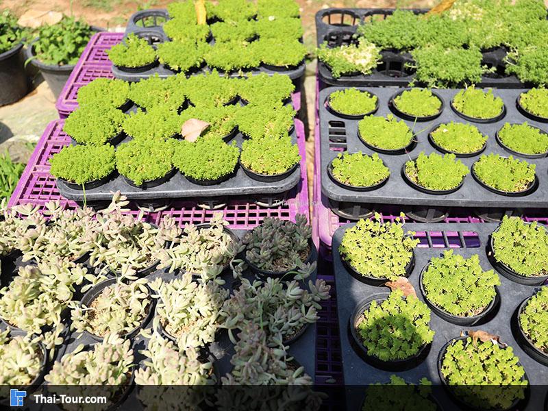 โครงการหลวงตีนตก