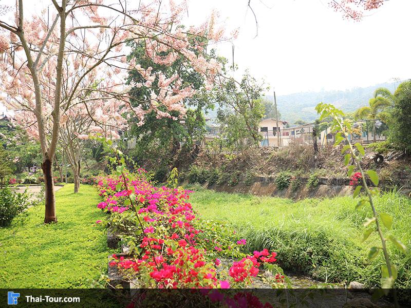 สวนสวยๆ