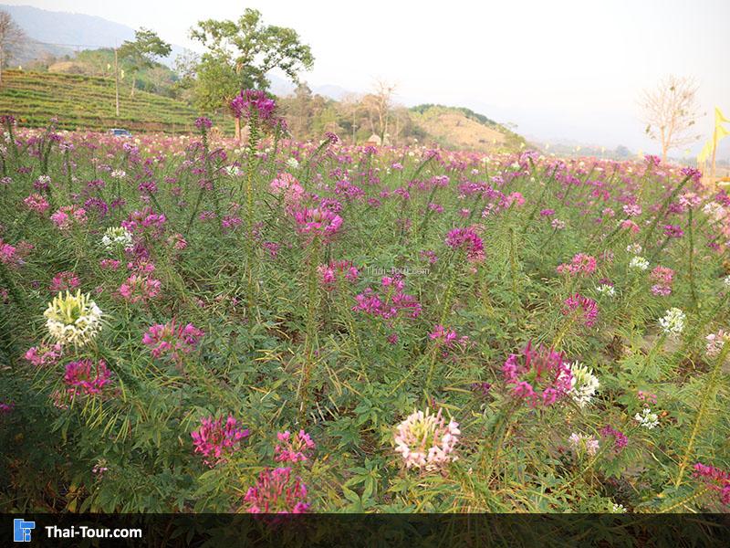 ดอกไม้สวย โครงการร้อยใจรักษ์