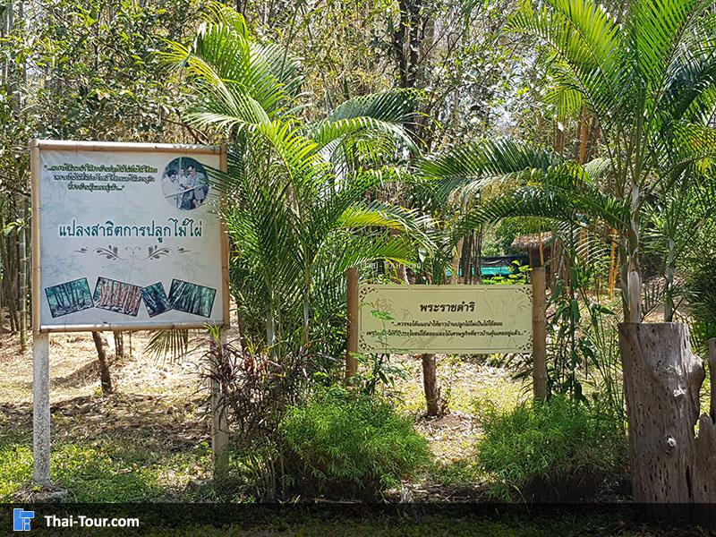 แปลงสาธิตการปลูกไม้ไผ่