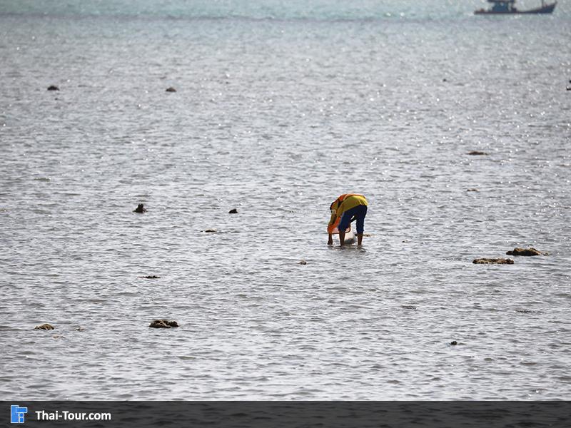 เดินหาปลา