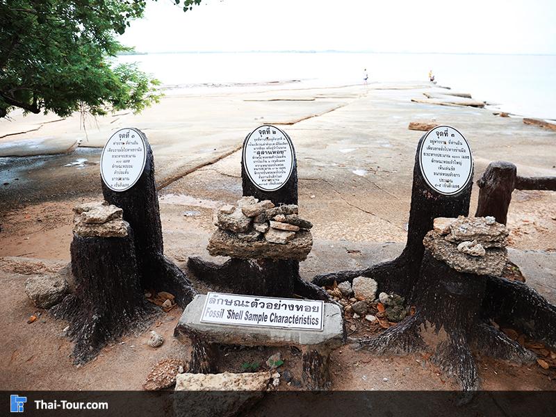 ป้ายรายละเอียด สุสานหอยสี่สิบล้านปี