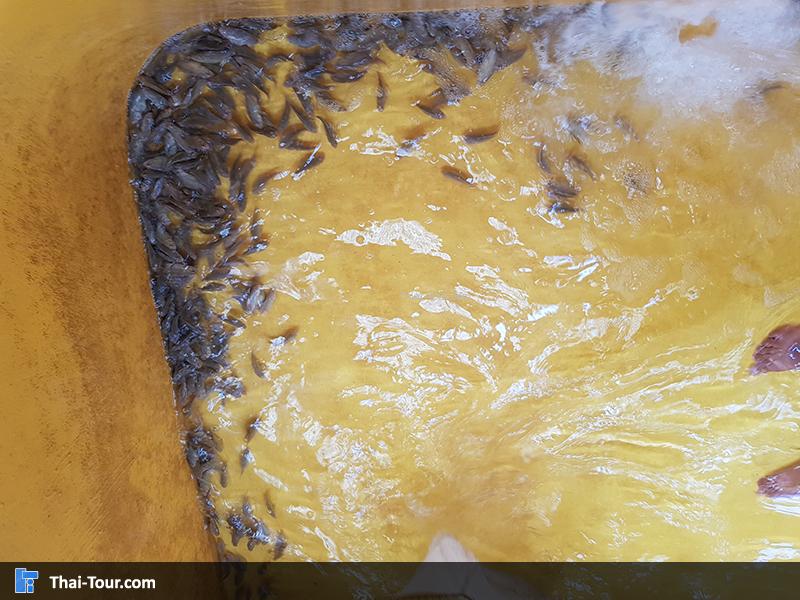 ศูนย์วิจัยและพัฒนาประมงชายฝั่งกระบี่  ปลาการ์ตูน