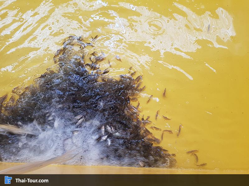 ศูนย์วิจัยและพัฒนาประมงชายฝั่งกระบี่  ปลาการ์ตูน