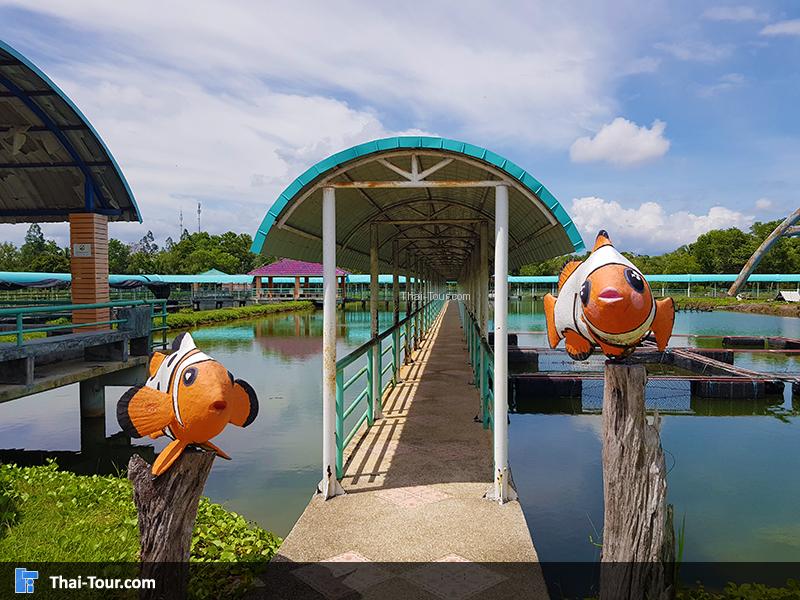 ศูนย์วิจัยและพัฒนาประมงชายฝั่งกระบี่  ปลาการ์ตูน