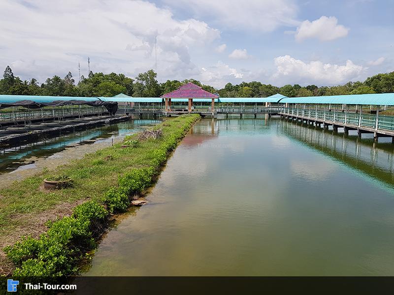 ศูนย์วิจัยและพัฒนาประมงชายฝั่งกระบี่  ปลาการ์ตูน