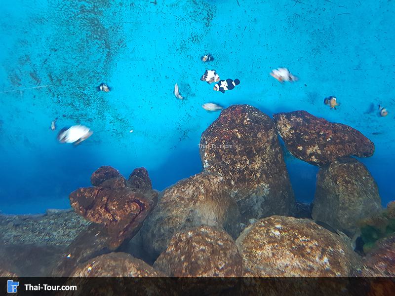 ปะการัง 