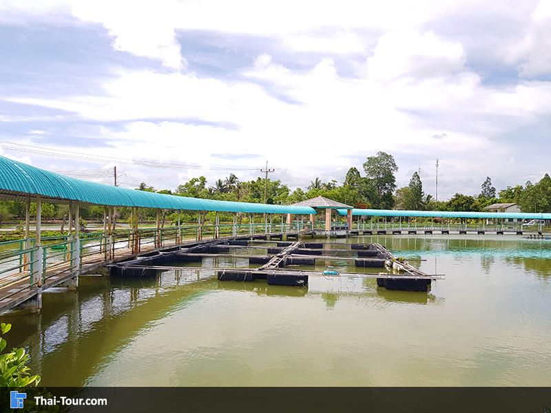 ศูนย์วิจัยและพัฒนาประมงชายฝั่งกระบี่  ปลาการ์ตูน