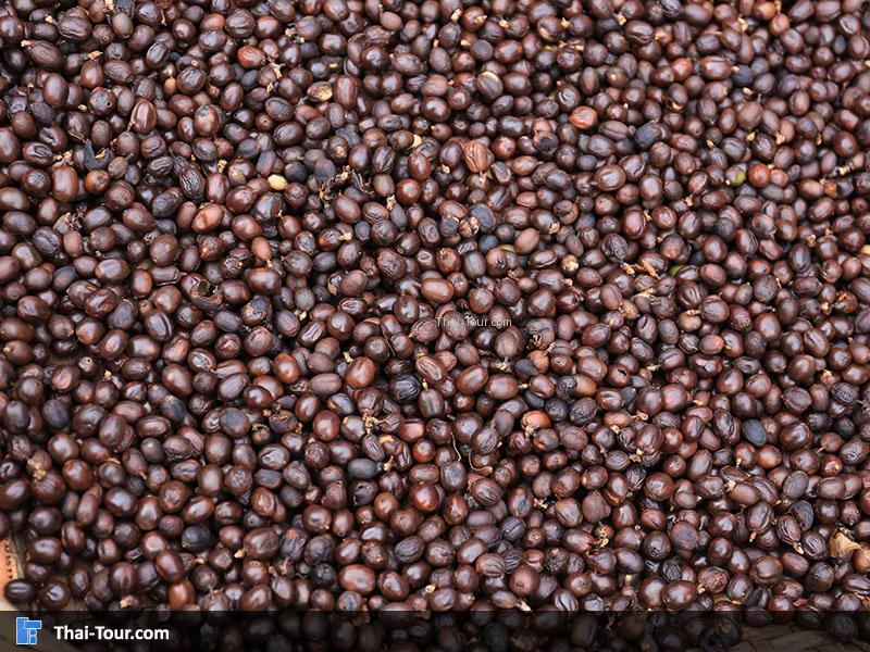 เมล็ดกาแฟ ตากแดด