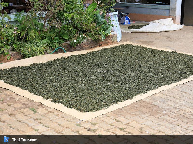 ใบชา ตากแดด