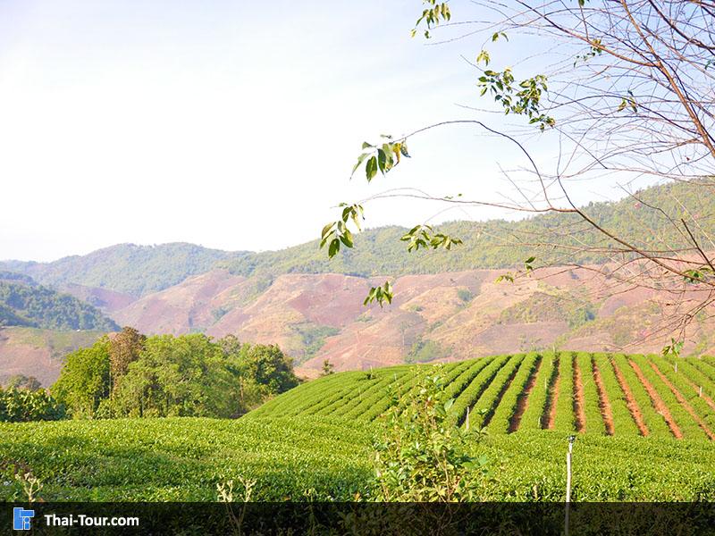 ไร่ชา 101 ไร่ชาที่ใหญ่ที่สุดบน