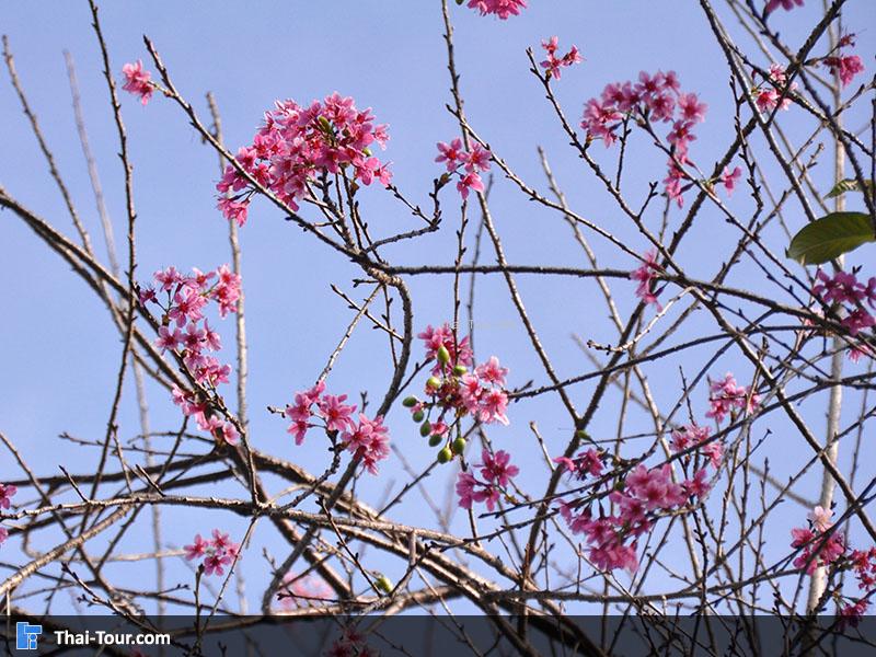 ดอกซากุระ เมืองไทย