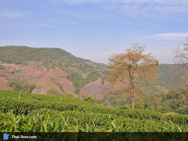 ไร่ชา 101 ไร่ชาที่ใหญ่ที่สุดบน