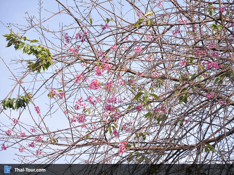 ดอกซากุระเมืองไทย