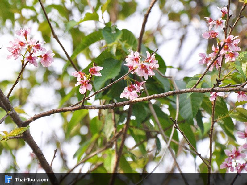 ดอกซากุระเมืองไทย