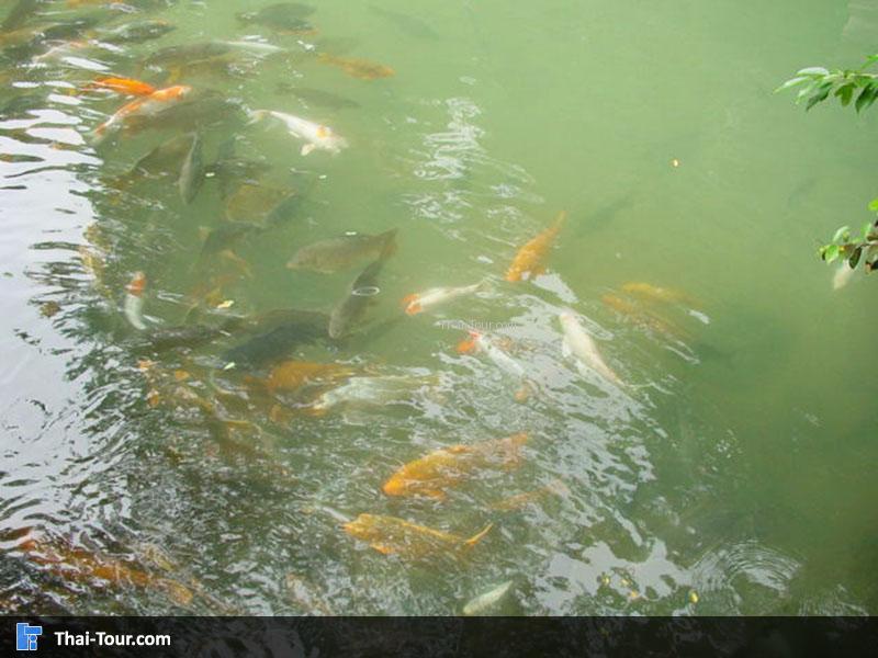 ปลาหลากหลายชนิดต่างๆ