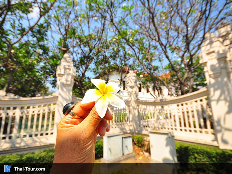 เป็นธรรมชาติ ดอกไม้สวย พึ่งล่วงจากต้น