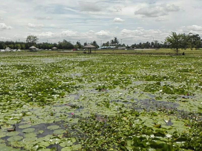 ดูบัวคาเฟ่