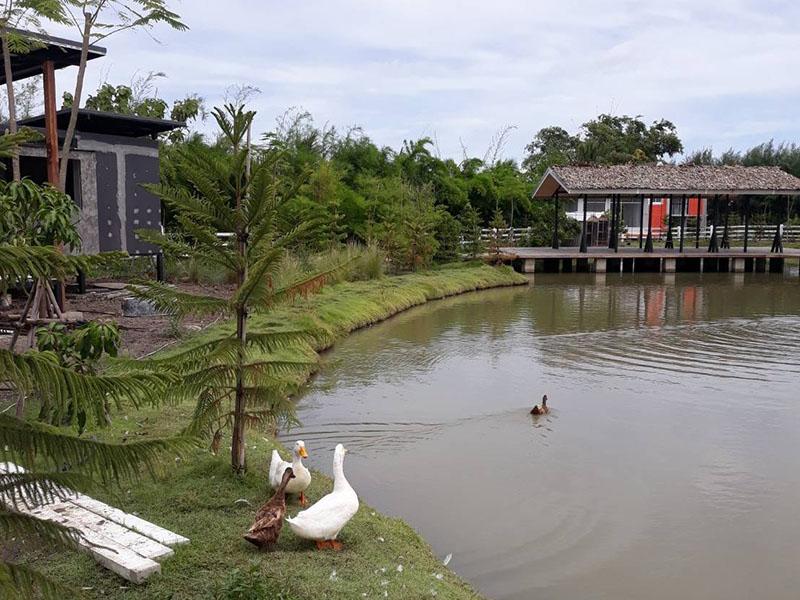 ดูบัวคาเฟ่