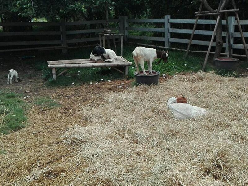 ฟาร์มสัตว์