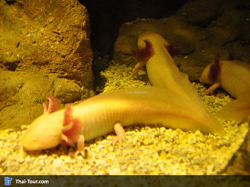 ซาลาแมนเดอร์ น่ารักๆ