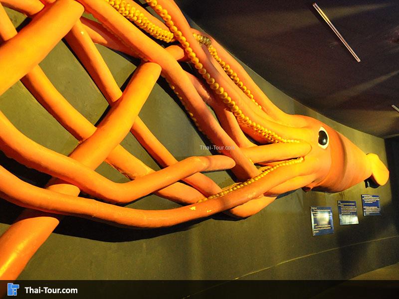 ปลาหมึก ด้านหน้าทางเข้า