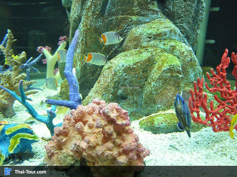 ปะการังทะเล ชอบอาศัยแถว ซอกก้อนหิน