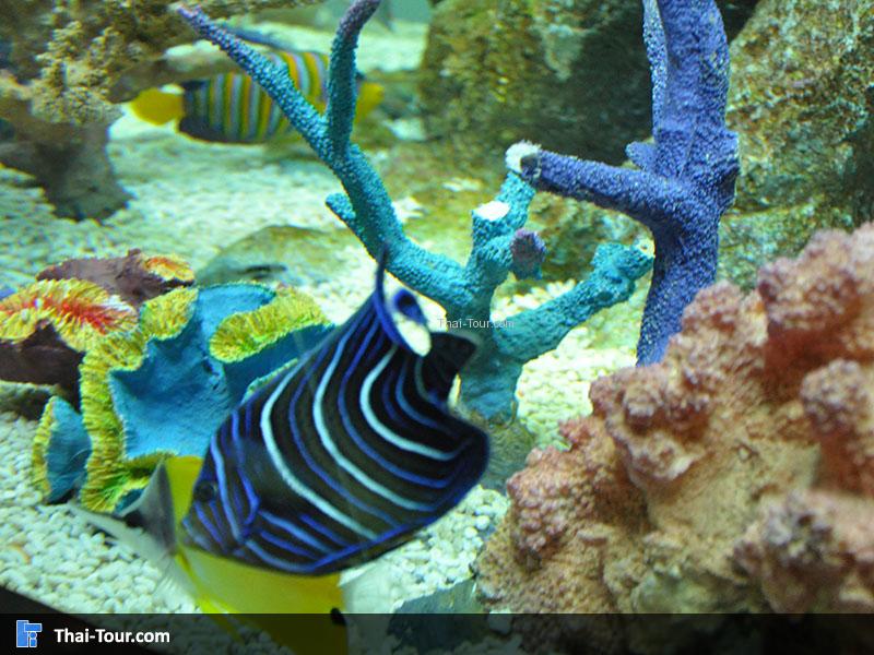 ชีวิตใต้ท้องทะเล ปลาแต่ละชนิด สีสันสดใส