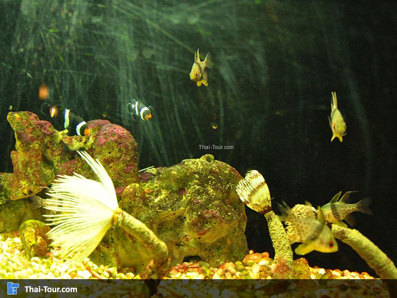 ปลาทะเลต่างๆ