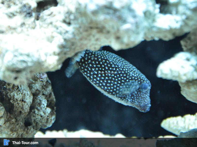 ปลาปักเป้า