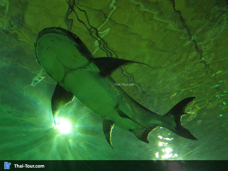 ปลาฉลาม