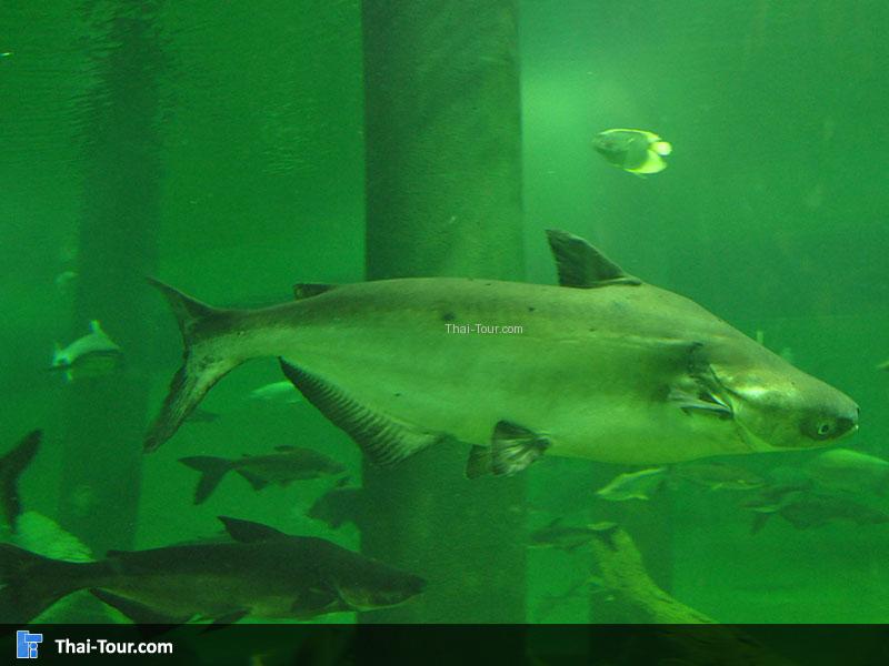 ปลาบึกน้ำจืด